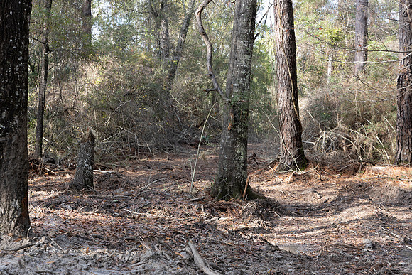canon-37