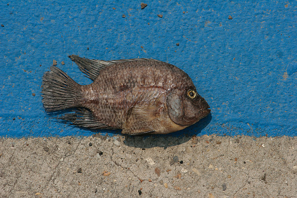 norot_fish_met14th3395